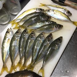 爆アジング達成