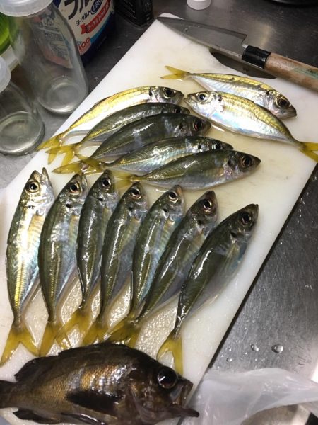 爆アジング達成