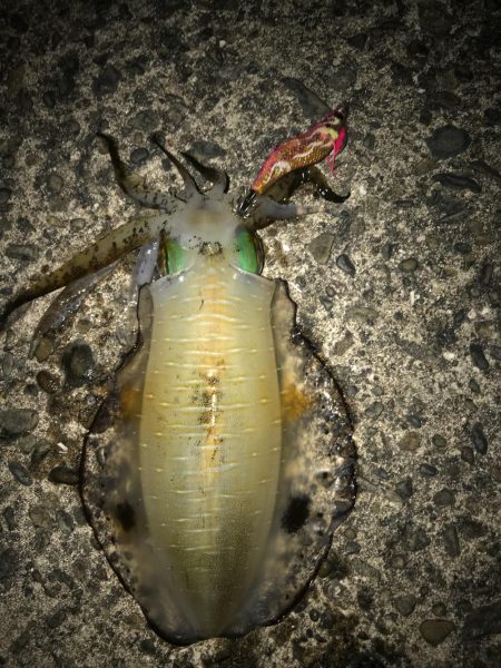 由岐アオリイカ