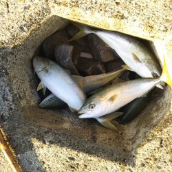 サーフから青物