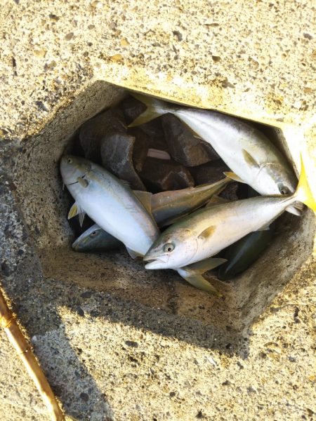 サーフから青物