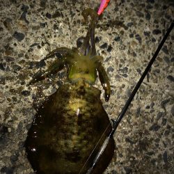 4日から5日にかけての釣行