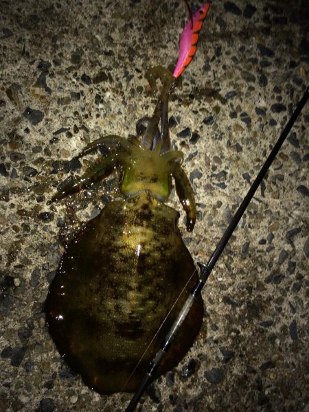 4日から5日にかけての釣行