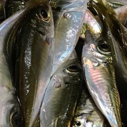 小アジ 大漁