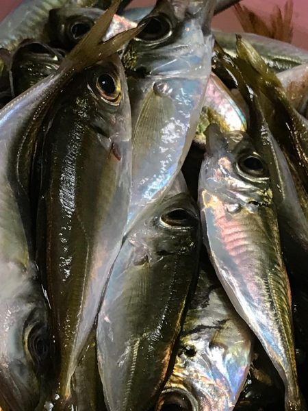 小アジ 大漁