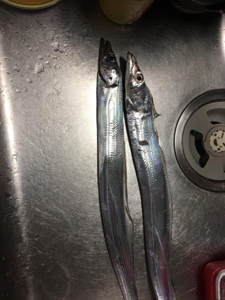 2ヒット2キャッチ 今一な釣行