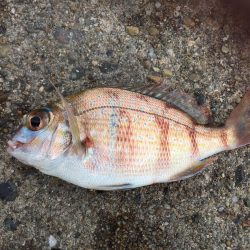 太刀魚劇渋からのサビキ