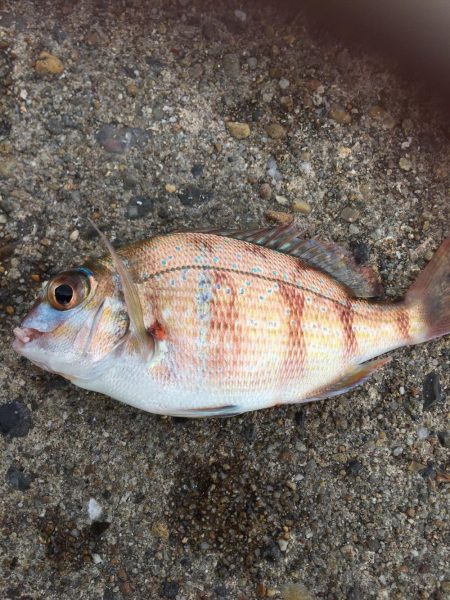 太刀魚劇渋からのサビキ