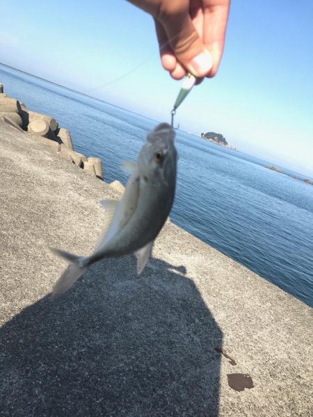 エサ釣りとライトゲーム