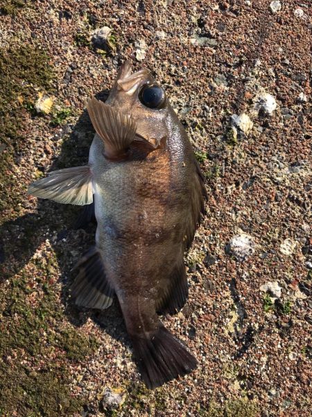 メバダート1インチ。