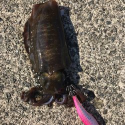 マイスペシャルポイント