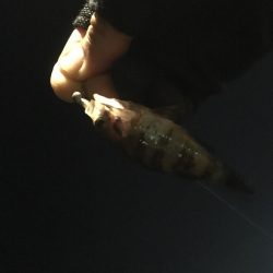 シーバスを求めて…