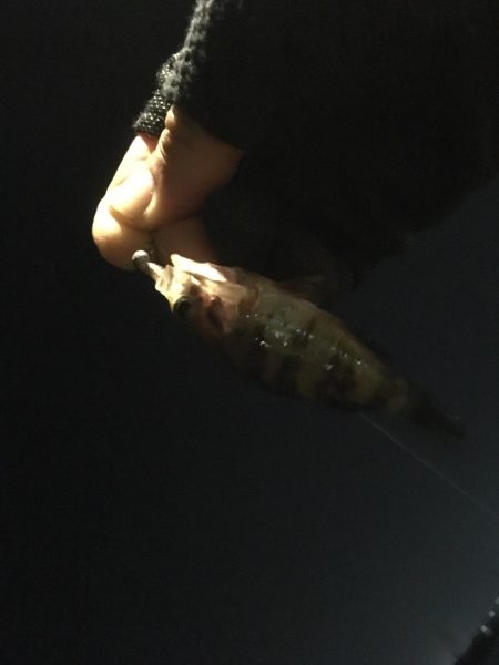 シーバスを求めて…