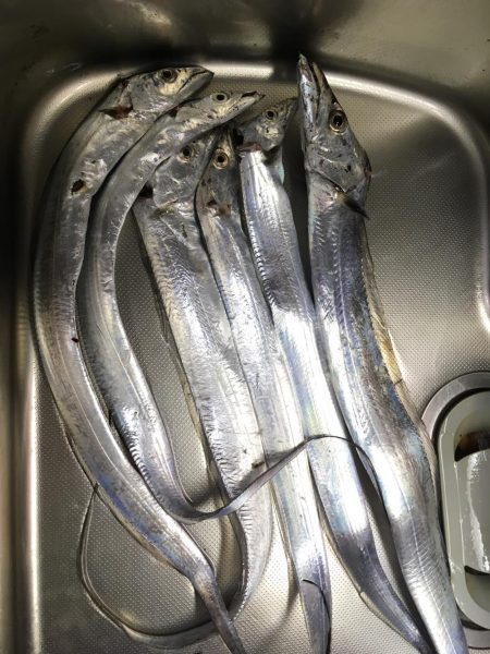 寒いけど暖かい楽しいタチウオ釣り