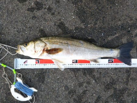 阿南市の那賀川河口でシーバス