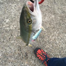 ベイトが寄ったタイミングでハマチ