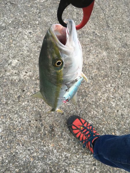 ベイトが寄ったタイミングでハマチ