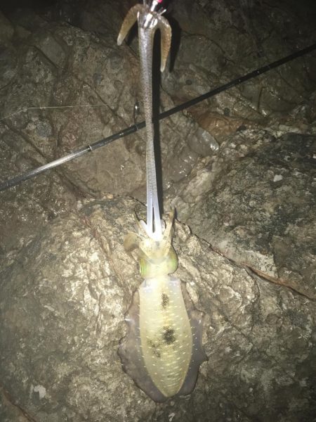 2日連続エギング