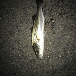 ボチボチチーバス(￣▽￣)