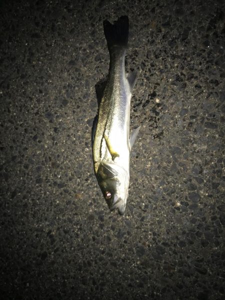 ボチボチチーバス(￣▽￣)