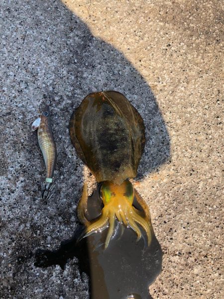 まだいました。