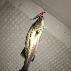 ボートシーバス初挑戦！