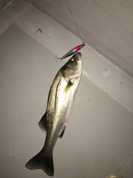 ボートシーバス初挑戦！