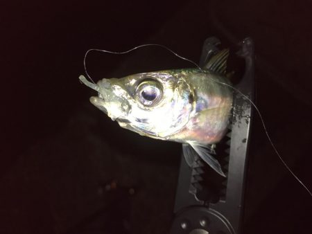 仕事帰りアジング