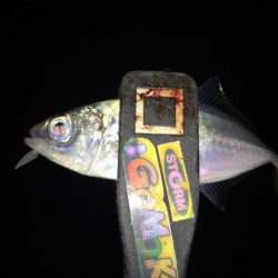 久しぶりにアジング