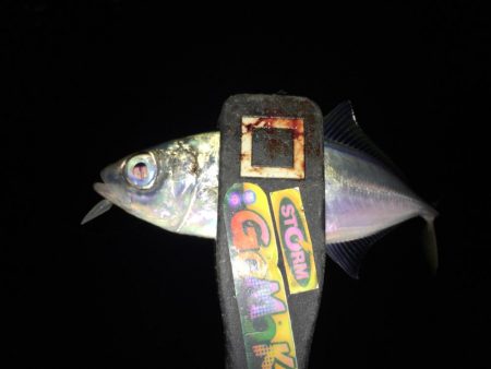 久しぶりにアジング