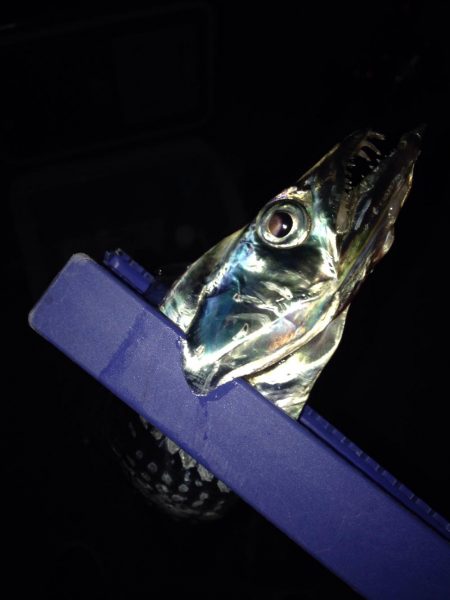 またまた一匹…