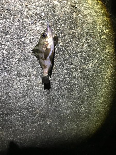 ガシラ狙いアジ狙い