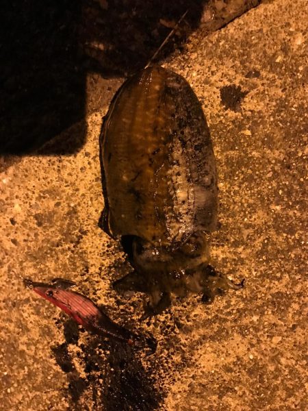 ナイトエギング‼︎