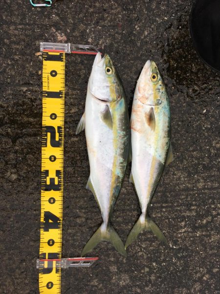 5ヒット2キャッチ したしぶりに楽しんだ