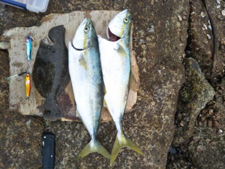 またまたイナダ