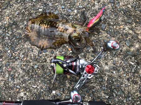 なんとか良型ゲット！