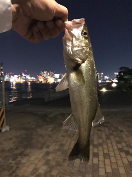 シーバス＆カマス