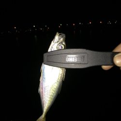 アジング…ついでに…