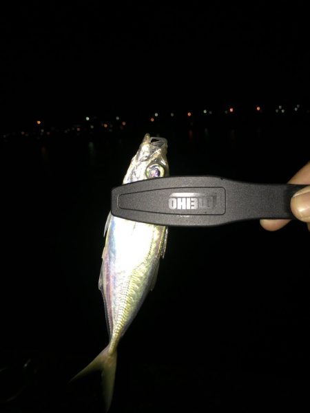 アジング…ついでに…