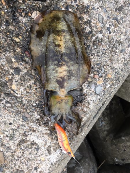 田ノ浦エギング