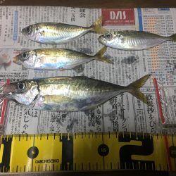 短時間アジング調査！