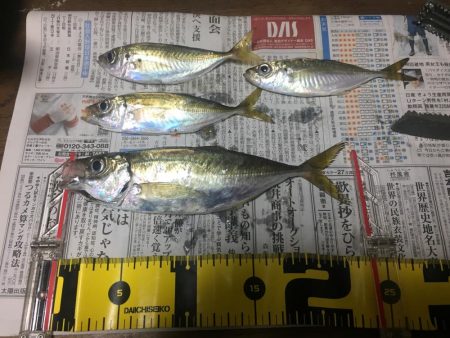 短時間アジング調査！