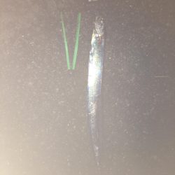 タチウオ釣りリベンジ