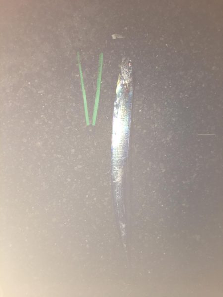 タチウオ釣りリベンジ