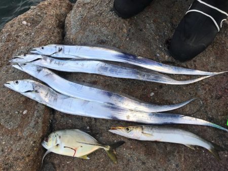 タチウオ、大カマス、絶好調です！