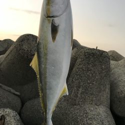 デイシーバス&ハマチ