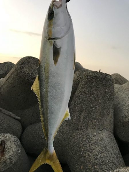 デイシーバス&ハマチ