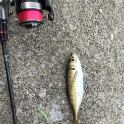 デイアジンゴォ