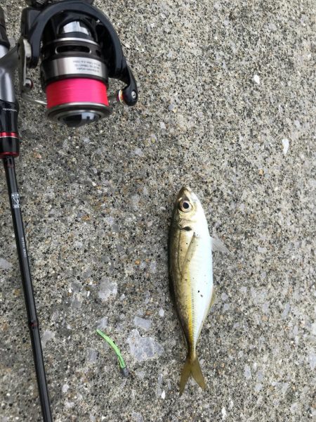 デイアジンゴォ