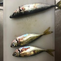 アジング最近渋い